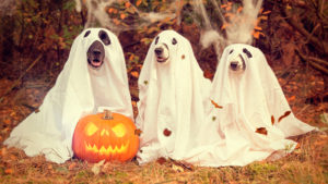 Atibainha Promoção Halloween 2019
